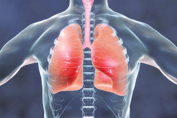 O sistema respiratório garante a captação de oxigênio para o organismo.