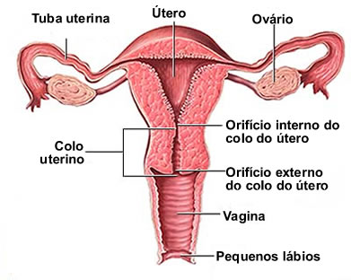 Os espermatozoides depositados na vagina nadam pelo útero até a parte superior das tubas, onde ocorre a fecundação