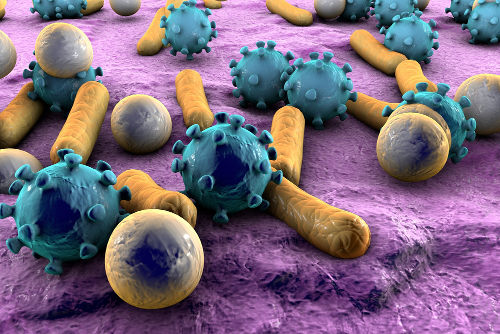 Vírus e bactérias são importantes exemplos de patógenos