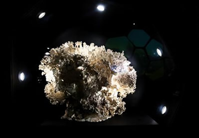 Vitrine de corais faz parte do mini-museu que integra a exposição do Centro de Visitantes do Parque dos Corais de Búzios. (Créditos: Agência Petrobras / Marcelo Vallin)
