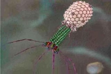 Imagem esquemática de um bacteriófago. 