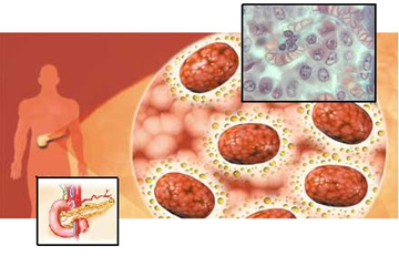 O pâncreas e as Ilhotas de Langerhans: células alfa e beta, produtoras de hormônios