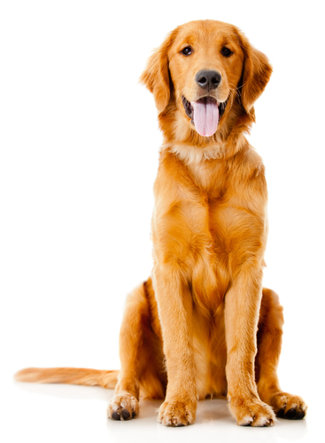 Há um grande número de raças caninas, mas todos os indivíduos pertencem à subespécie Canis lupus familiaris