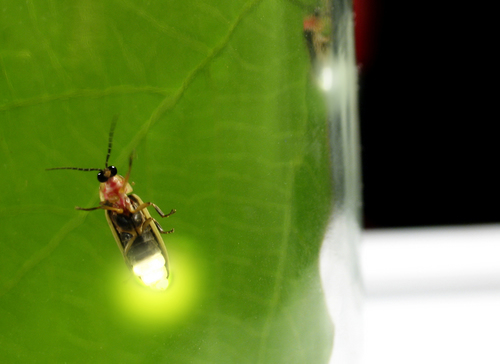 Os vaga-lumes são insetos da ordem Coleoptera e podem ser da Família Elateridae, Fengodidae ou Lampyridae, sendo esta última a mais representativa em 
