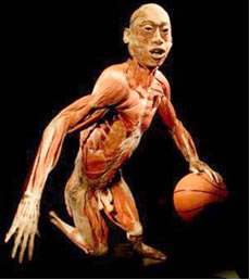 Corpo humano dissecado