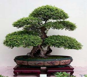 Bonsai: árvore em miniatura