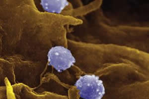 Chlamydia trachomatis: a bactéria causadora da clamídia