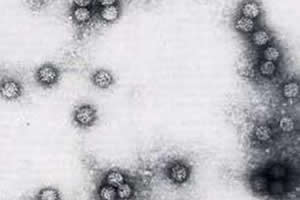 Papilomavírus: o causador do Condiloma acuminado