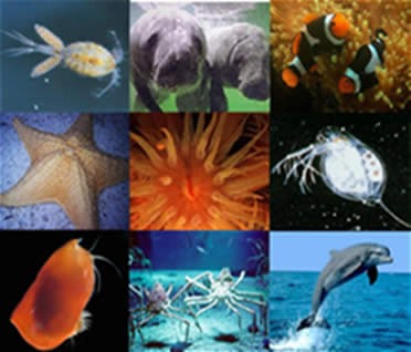 Os organismos planctônicos, nectônicos e bentônicos do ambiente aquático