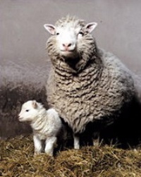 A ovelha Dolly é o mais famoso exemplo de clonagem reprodutiva.