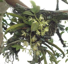 Plantas epífitas, um exemplo de inquilinismo vegetal