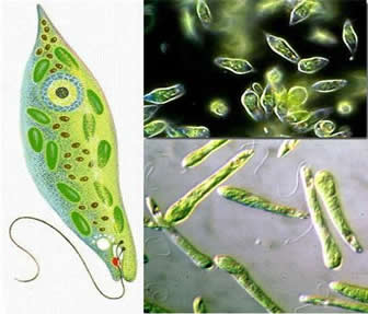 Euglenas: algas fotossintetizantes
