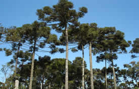 Pinheiro-do-paraná (Araucária agustifolia)