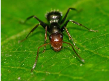 Por que a formiga possui acidez?