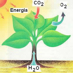 Featured image of post Imagem De Fotossíntese : Na fotossíntese, a energia solar é coletada e convertida em energia química na forma de glicose usando água e dióxido de carbono.