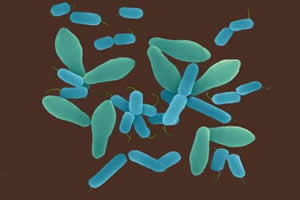 Clostridium perfringens: bactéria responsável pela gangrena gasosa
