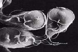 Imagem de Giardia lamblia, capturada em microscópio eletrônico