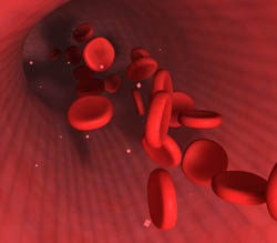 As hemácias e a herança sanguínea do Sistema MN