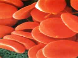 As hemácias também são cruciais no que diz respeito à compatibilidade sanguínea