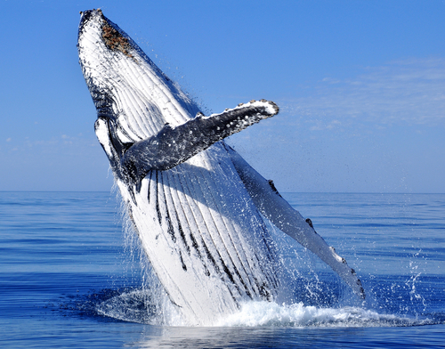 A baleia jubarte executa diversos movimentos acrobáticos