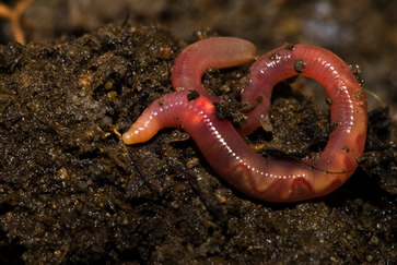 Aera da Infância: Minhoca - À descoberta dos bichos do nosso jardim