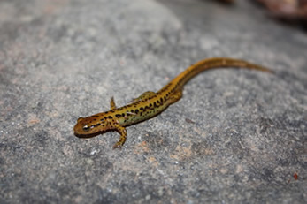 A salamandra pertence à Classe Amphibia