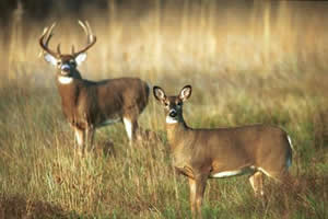 OS CERVOS, VEADOS E CORÇAS (Cervidae)🦌 