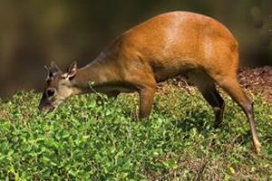 OS CERVOS, VEADOS E CORÇAS (Cervidae)🦌 