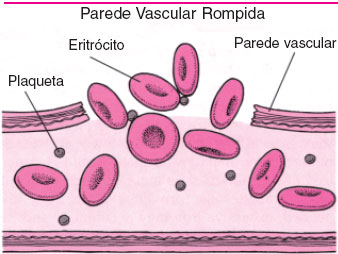 As plaquetas atuam na regeneração de tecidos lesionados
