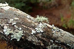 Líquen: associação entre fungos e algas