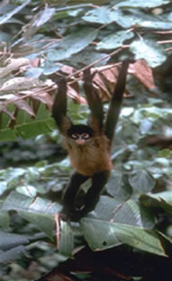 Cauda Preênsil de alguns primatas, utilizada para auxilio na locomoção destes animais de hábito arborícola.