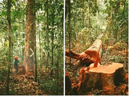 A destruição da maior floresta tropical do mundo