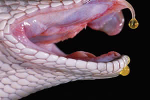 Serpentes peçonhentas têm capacidade de inocular veneno