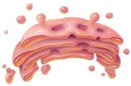 O Complexo de Golgi: organela que modifica, armazena e exporta substâncias protéicas e lipídicas.