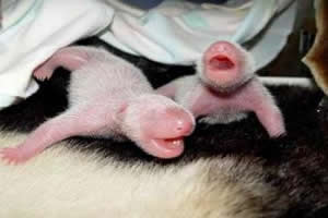 Pandas gêmeos