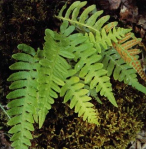 Pteridófitas: plantas tipicamente representada pelas samambaias