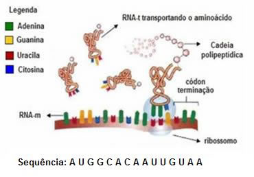 SOLUTION: Tradução e síntese proteica - Studypool