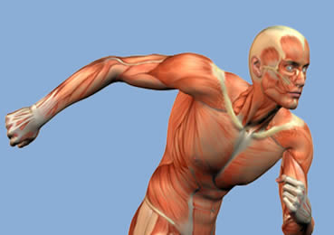 O tecido muscular e a locomoção do organismo. 