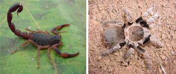 Escorpião amarelo e Aranha-caranguejeira