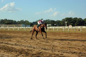 Turfe: como entender e apostar na corrida de cavalos que movimenta