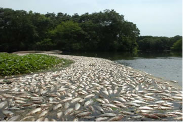 Morte de peixes provocada pela poluição hídrica
