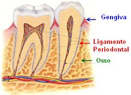 Anatomia da Mandíbula (Com Tabela Resumida do Osso) – Odonto Up