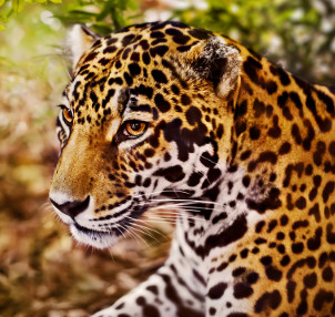 Onça-pintada é o maior felino das Américas e um dos símbolos das fauna brasileira