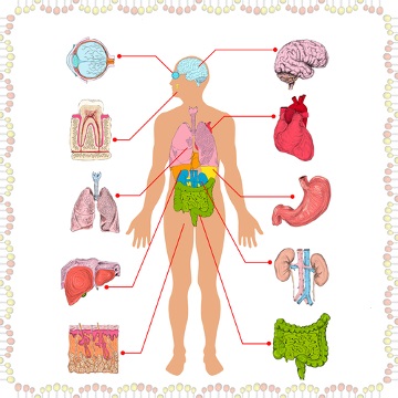 Corpo Humano Dificil, PDF, Fisiologia Animal