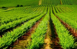 O Técnico em Agronegócios atua em propriedades particulares e também em empresas agrícolas.