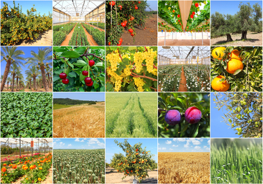 O que é agricultura? - Brasil Escola