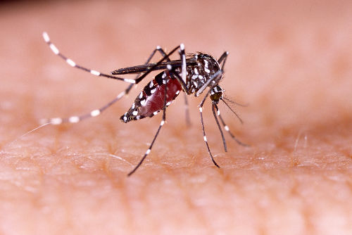 O Aedes aegypti é o transmissor da febre amarela urbana