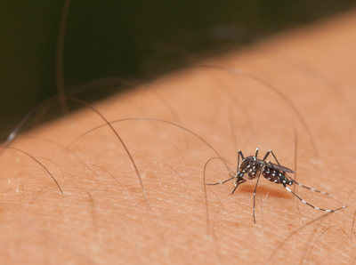 Os mosquitos do gênero Aedes são responsáveis pela transmissão do vírus Zika