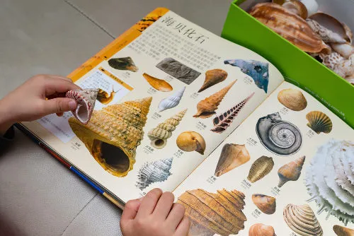 Aprenda a usar moluscos nas aulas de Zoologia
