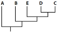 Opção D de cladograma que mostra relacionamento evolutivo
